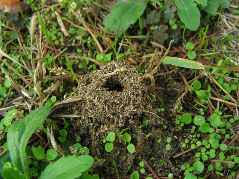 strutture esterne di formicaio:  Pheidole pallidula